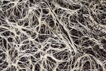 plant root system in soil abstract texture of roots - 515436443
