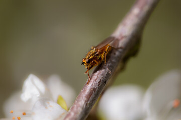 Insect on thin branch