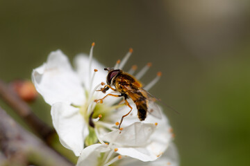 Bee mimic hoverfly on white flower