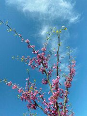 redbud tree against sky