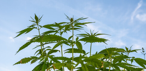 Medicinal hemp bushes in an industrial greenhouse. Commercial Growth Of Cannabis