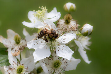Honey bee harvesting pollen