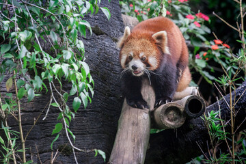 Obraz premium Red Panda at Taman Safari Zoo, Indonesia
