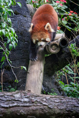 Taman Safari Zoo Animals