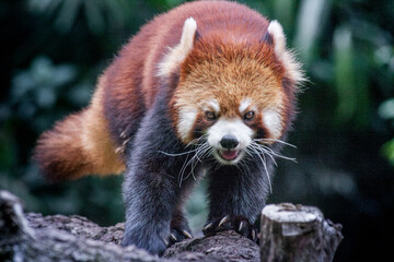 Taman Safari Zoo Animals