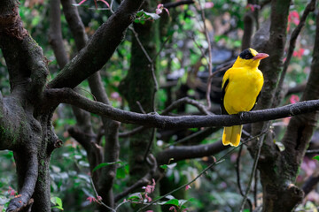 Yellow Bird Perches at Taman Safari Zoo, Indonesia