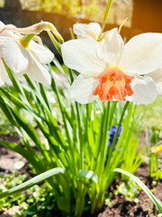 Fototapeta premium Beautiful blooming flowers white daffodils. nature. Selective focus
