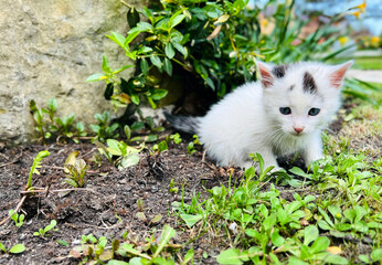 Little cute white kitten outdoor. Playful pet. Selective focus
