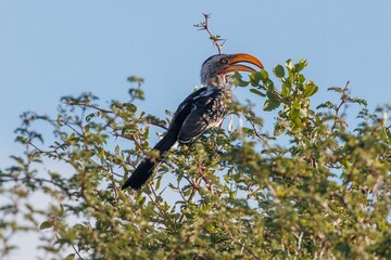 African red-billed hornbill bird found in Namibia - Powered by Adobe