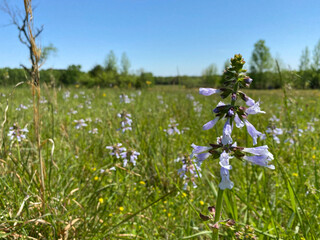 flowers in the meadow