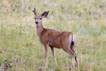 Mule Deer Herd