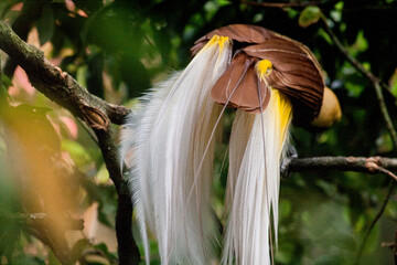 Cendrawasih Birds at Taman Safari Zoo, Indonesia