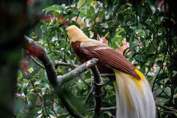 Taman Safari Zoo Animals