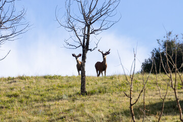 Mule Deer Bucks