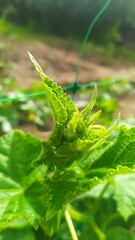 fern leaf in the forest