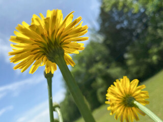 yellow dandelions underneath and  sky