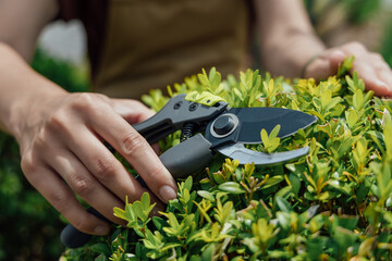 The gardener carries out topiary pruning of boxwood by garden scissors in hand
