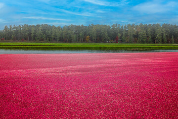 Wisconsin cranberry marsh during fall harvest - obrazy, fototapety, plakaty