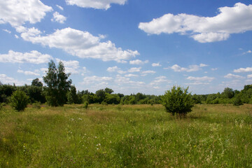 Obraz premium Landscape with trees and sky. Edge of the forest on a sunny day.