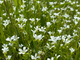 field of white flowers