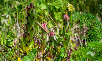 the curious plant of the sempervivum tectorum