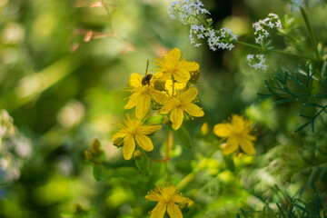 St. John's wort of the Alps, Hypericum