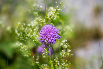 beautiful mountain flowers sparkle in the sun