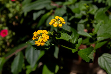 Two Yellow Flowers and Leaves Background