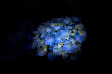 Dark background and blue hydrangea