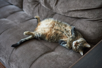 Cat with tummy sleeps funny on the couch at home
