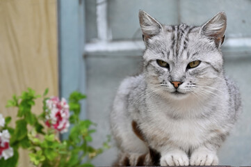 Naklejka na ściany i meble Beautiful cat sits in the yard of the house 