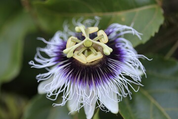 Closeup shot of blooming Passiflora edulis flower