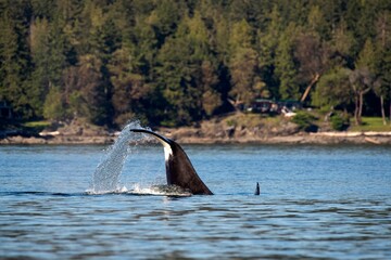 Transient orca whale in the ocean of Gulf Islands, Vancouver, British Columbia, Canada