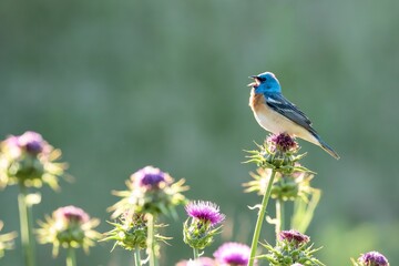 Beautiful shot of a Lazuli Bunting bird sitting among thistle plants and singing