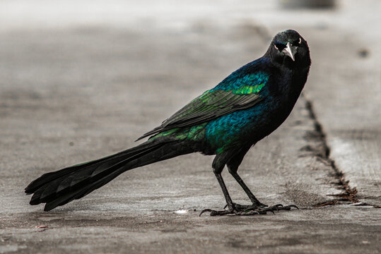 Closeup of a Grackle staring curiously at a camera