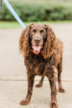 Vertical shot of an adorable Boykin Spaniel with the tongue out staring at the camera