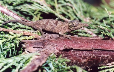 Lizard on a branch