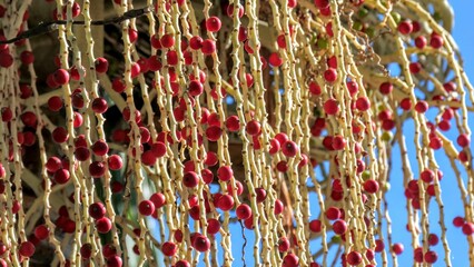 Closeup of oil palm fruits in Santa Catarina Park, Funchal, Portugal