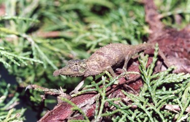 Lizard on a branch