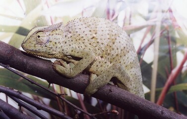 Lizard on a branch