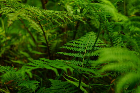 Azores ferns