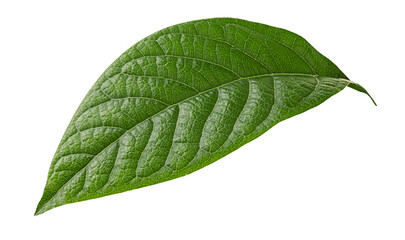 Avocado green leaf