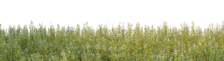 Panorama view grass on a white background