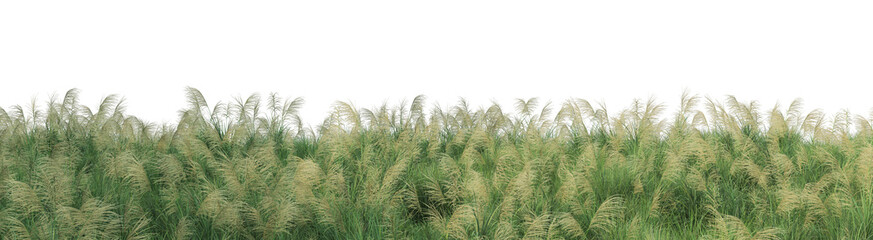 Panorama view grass on a white background