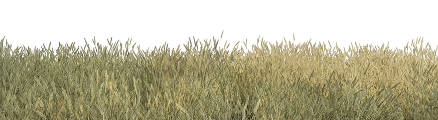 Panorama view grass on a white background