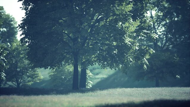 The green mapple leaves in the summer