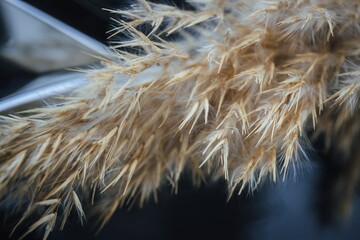 Closeup shot of Chinese silver grass on a blurred background