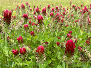 red clover field