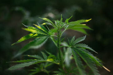 beautiful marijuana leaves, cannabis background