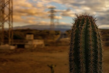 Closeup of a cactus flower growing in a desert against a blurry background of utility poles
